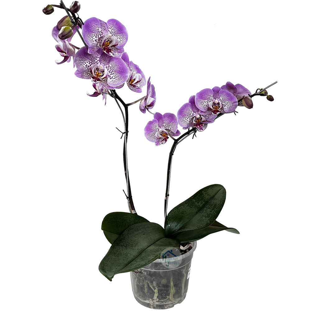 Orquídea Phalenopsis