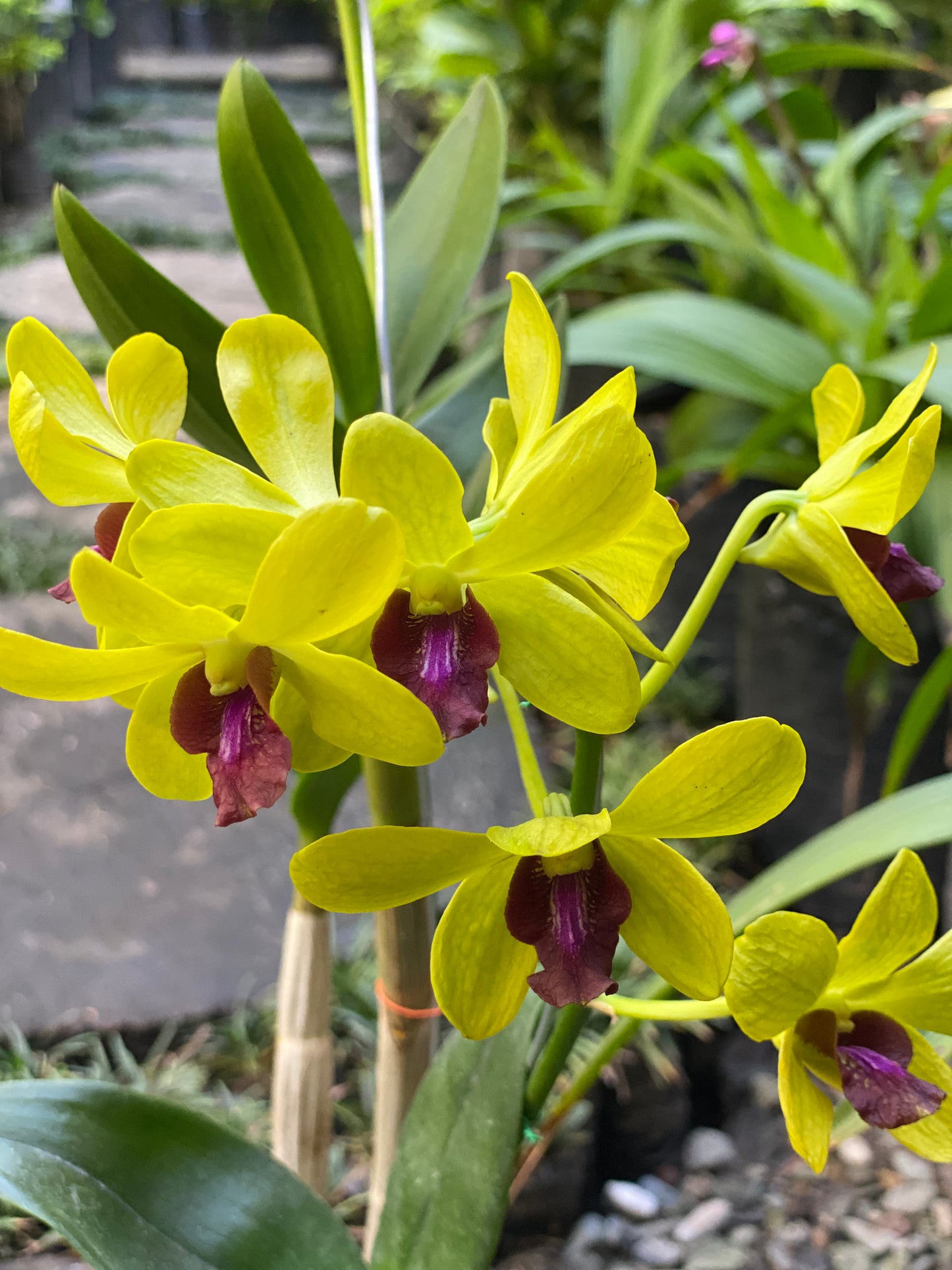 Orquídea dendrobium