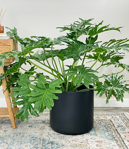 philodendron cellum Philodendron Selloum