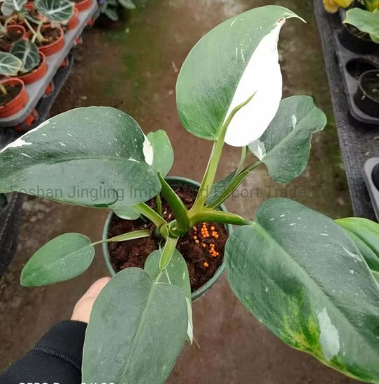 Planta blanca - Al Solar