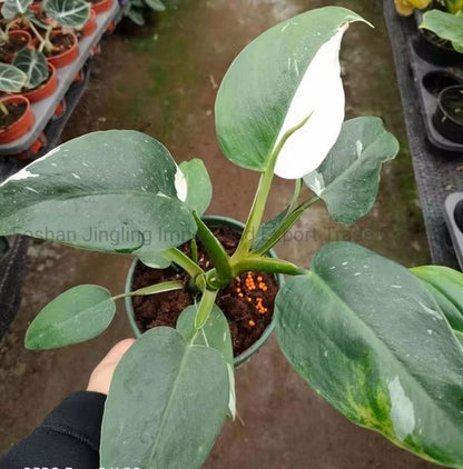 Planta blanca - Al Solar