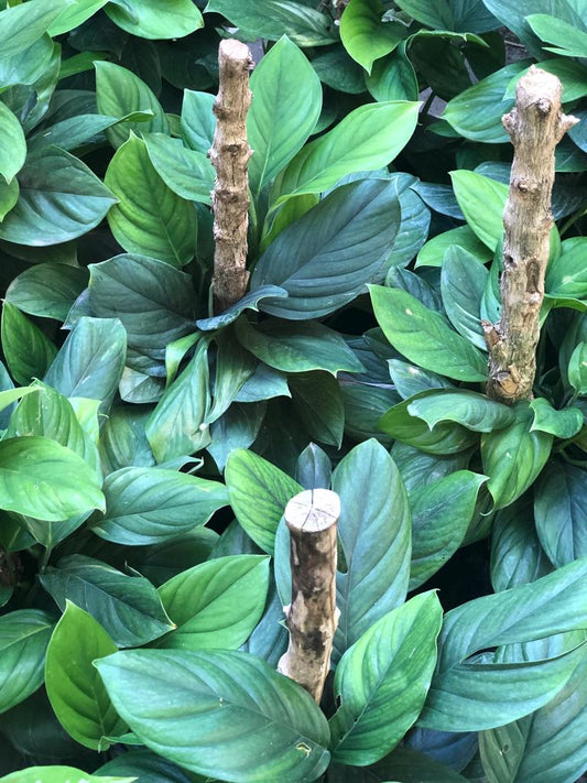 Philodendron | Al Solar Vivero