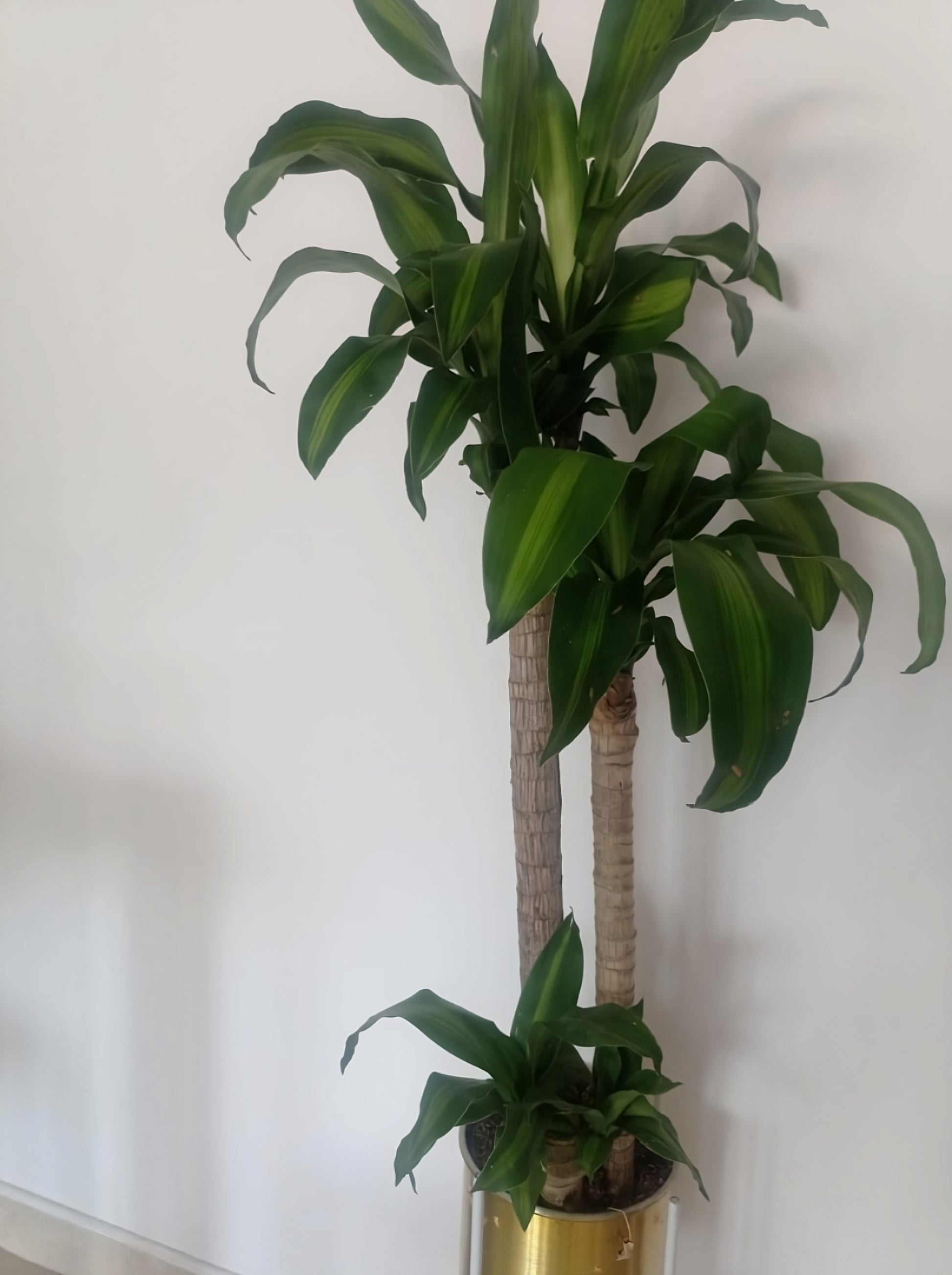 planta de dracaena Palo del Brasil / Dracena tronco