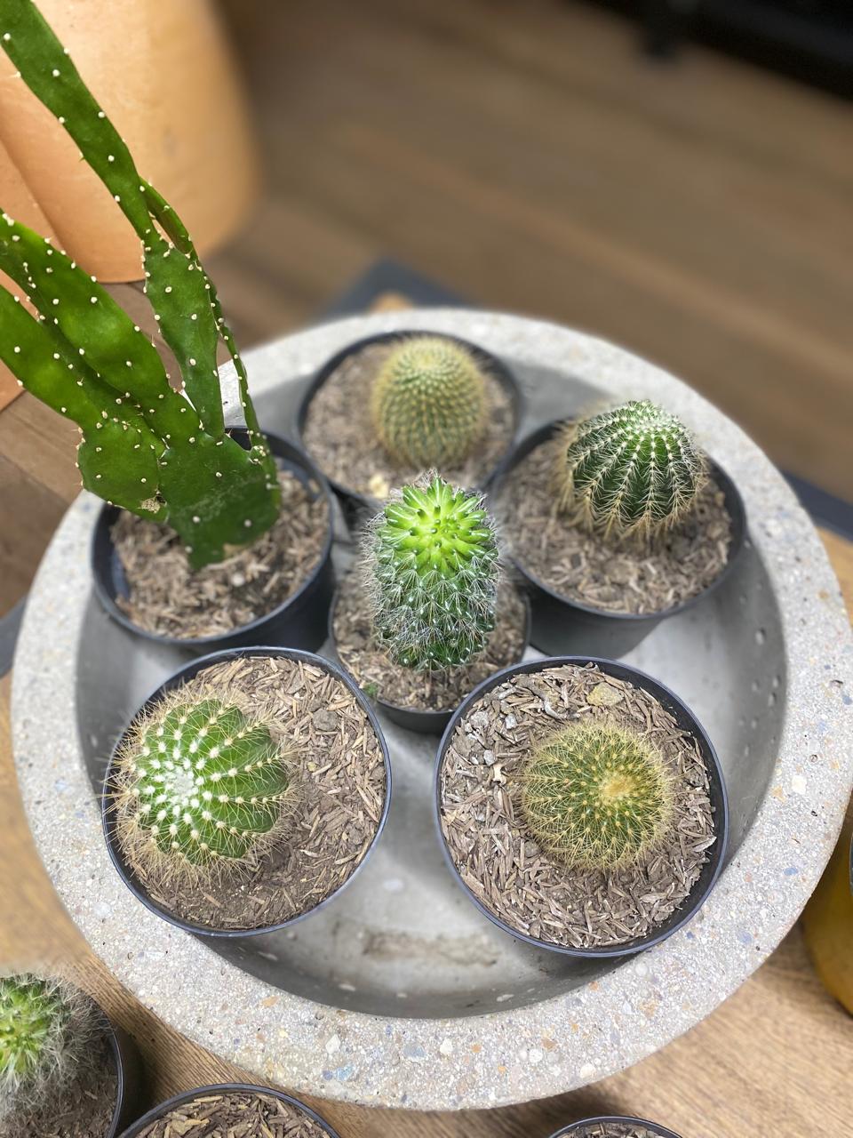 Cactus variados