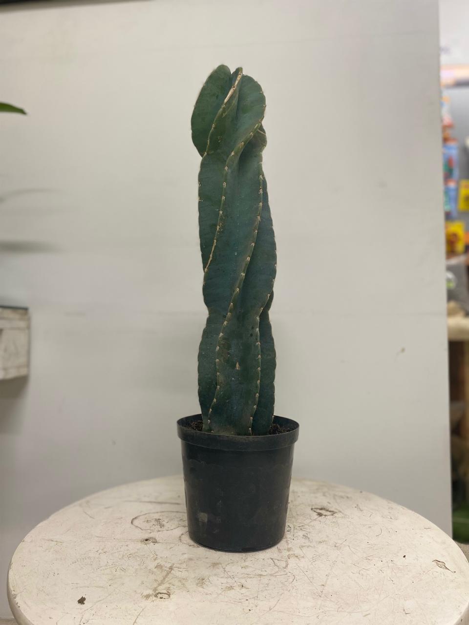 Cactus variados