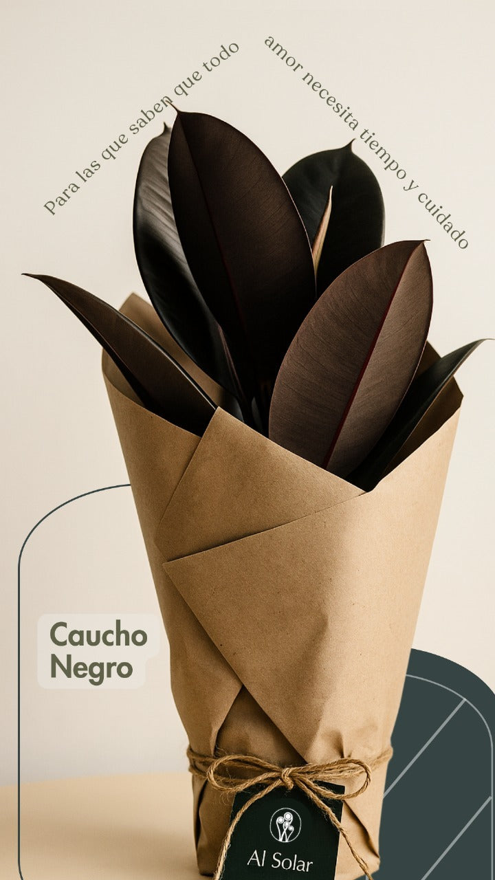 Caucho negro - Al Solar