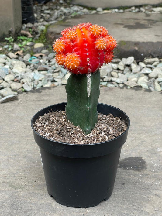 Cactus injerto - Al Solar