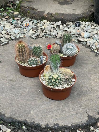 Cactus variados - Al Solar