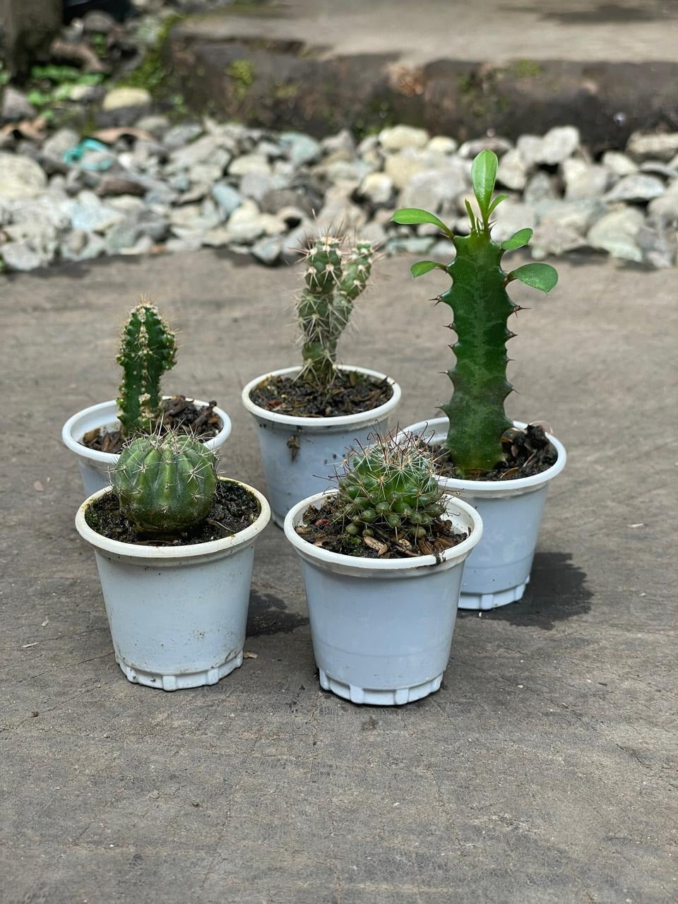 Cactus variados - Al Solar