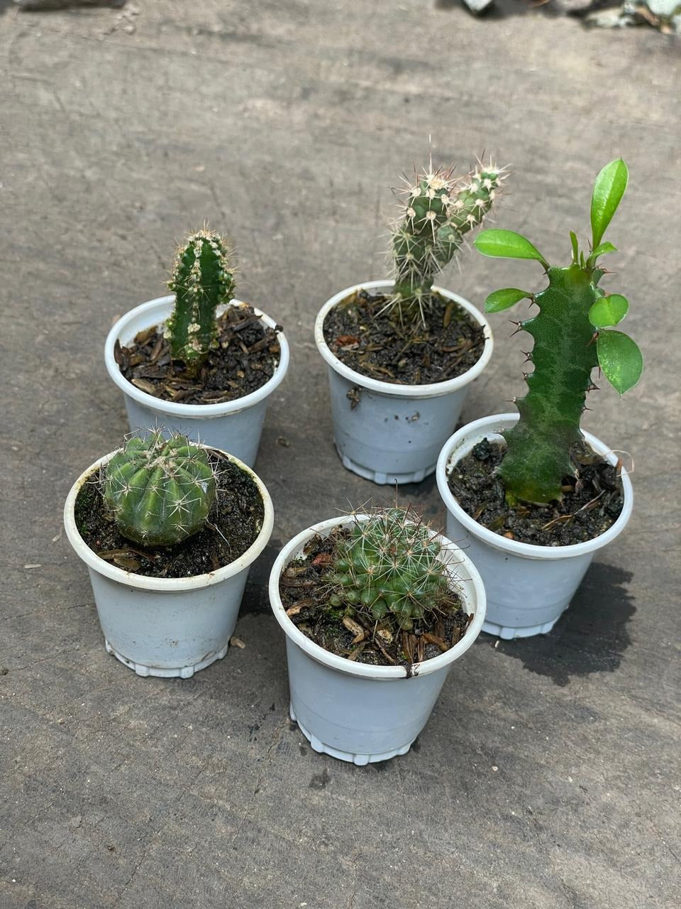 Cactus variados - Al Solar
