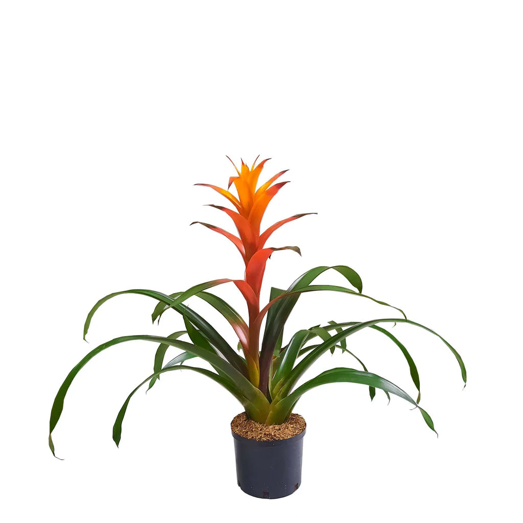 Bromelia guzmania Vriesea | Al Solar Vivero