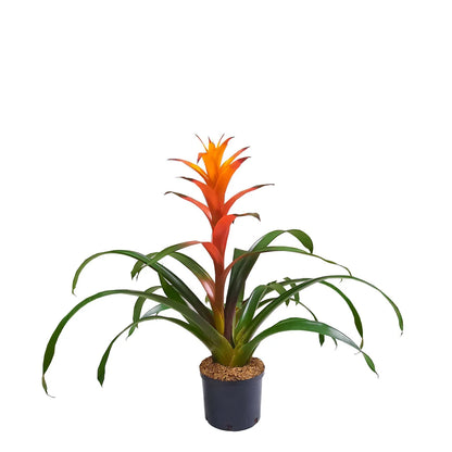 Bromelia guzmania Vriesea | Al Solar Vivero