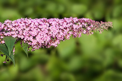 Arbusto de las Mariposas | Al Solar Vivero