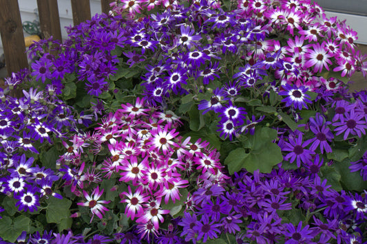 Cineraria larga vida