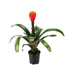 Bromelia guzmania Vriesea | Al Solar Vivero