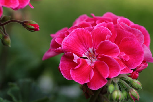 Encanto de Novios: Amor en Flor | Al Solar Vivero