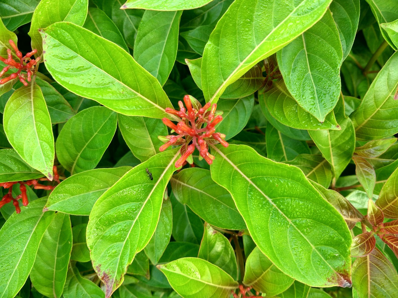 Coralito: Delicadeza en Flor | Al Solar Vivero