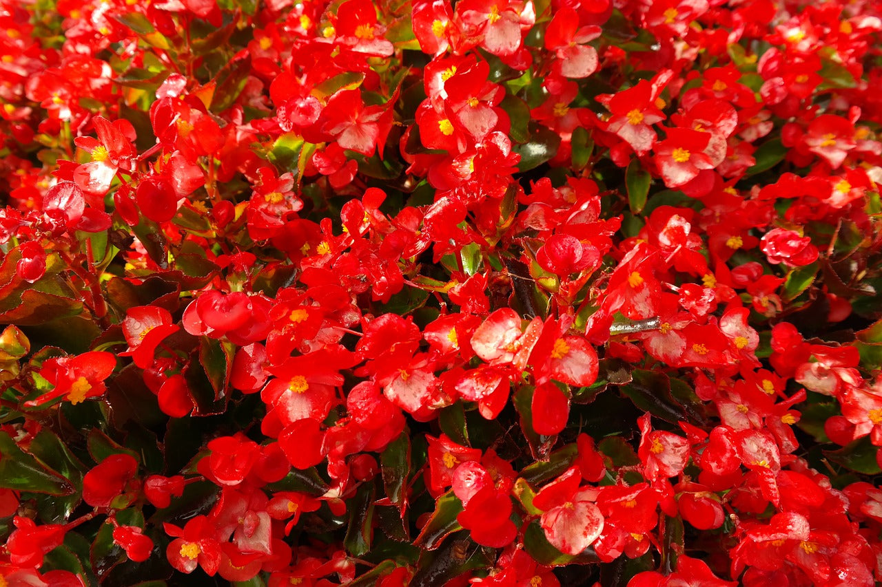 Begonias: Elegancia Natural | Al Solar Vivero