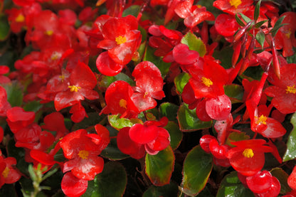 Begonias: Elegancia Natural | Al Solar Vivero