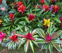 Bromelia guzmania Vriesea | Al Solar Vivero