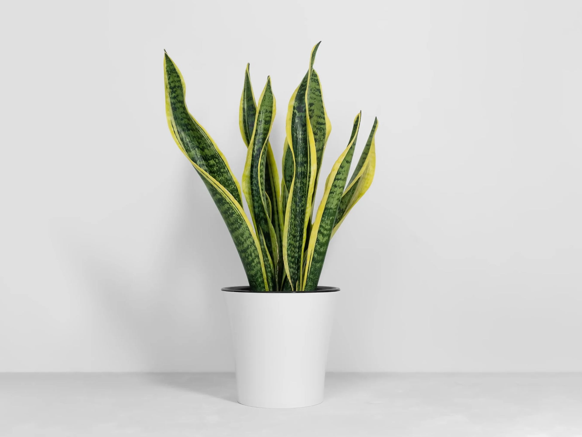 planta sansevieria o lengua de suegra Lengua de suegra o Sansevieria