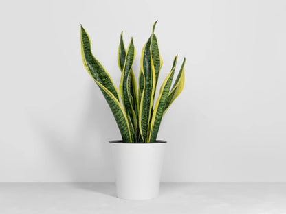 Lengua de suegra o Sansevieria