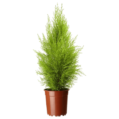 Pino Limón: Árbol Aromático y Decorativo | Al Solar Vivero